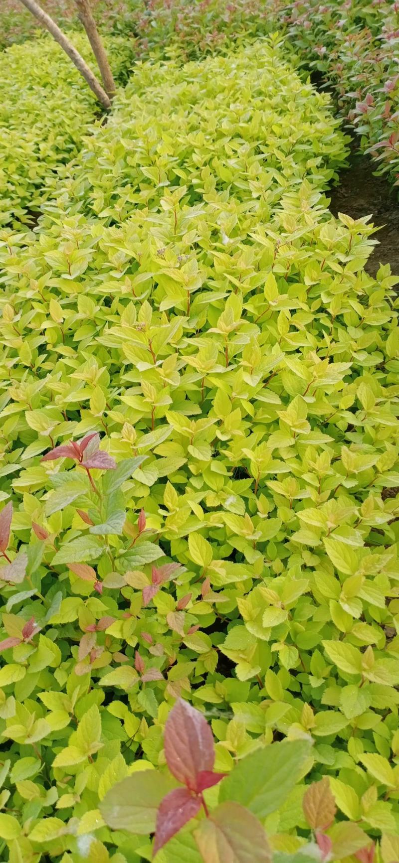 河北定州金山绣线菊火焰绣线菊珍珠绣线菊喷雪花雪柳水培