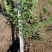 河北定州金山绣线菊火焰绣线菊珍珠绣线菊喷雪花雪柳水培