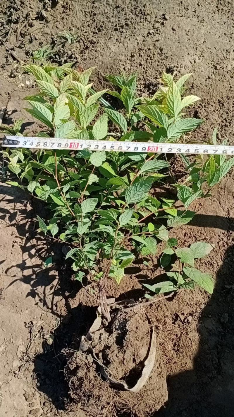 河北定州金山绣线菊火焰绣线菊珍珠绣线菊喷雪花雪柳水培