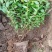 河北定州金山绣线菊火焰绣线菊珍珠绣线菊喷雪花雪柳水培