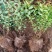 河北定州金山绣线菊火焰绣线菊珍珠绣线菊喷雪花雪柳水培