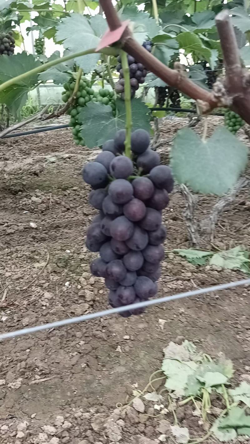 夏黑葡萄