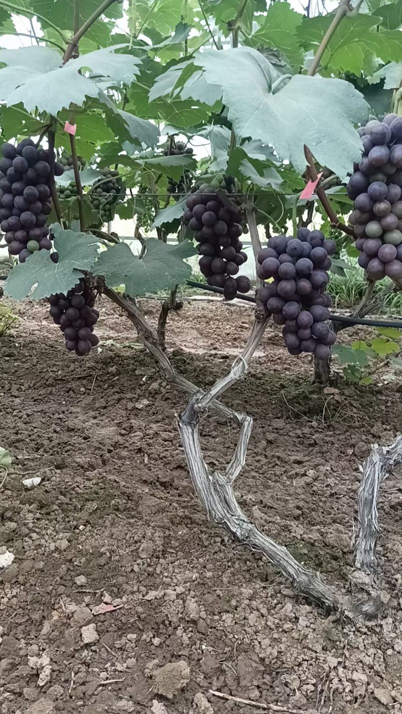 夏黑葡萄