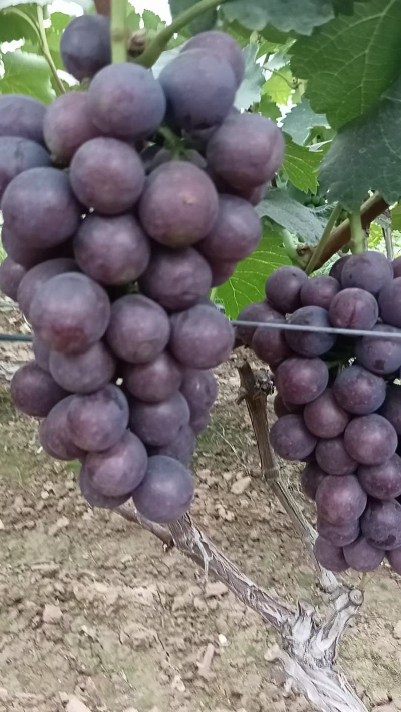 夏黑葡萄