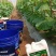 生根膨果含氨基酸水溶肥冲施肥生根壮苗膨果转色欢迎来电