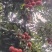 镇隆荔枝