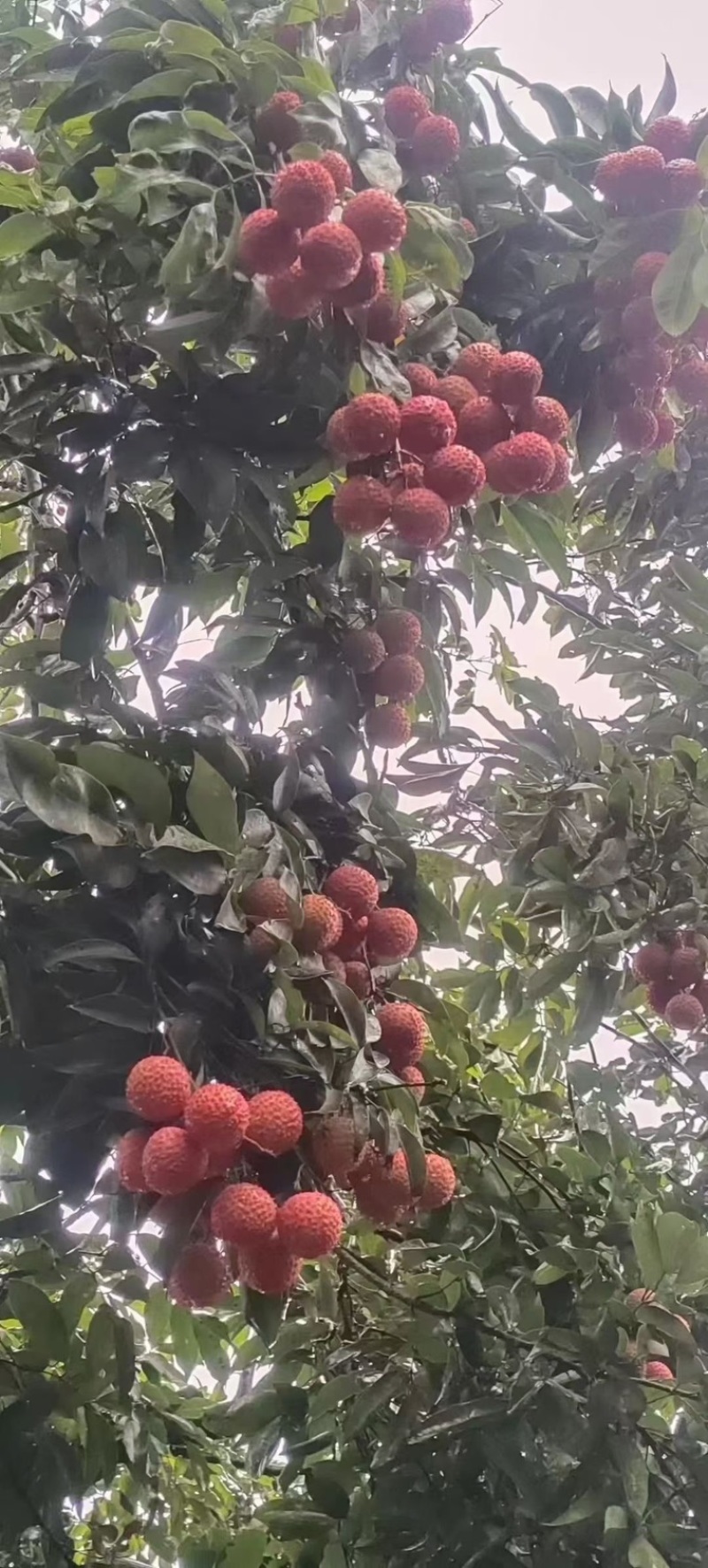 镇隆荔枝