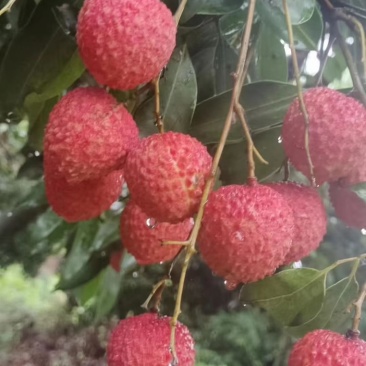 镇隆荔枝