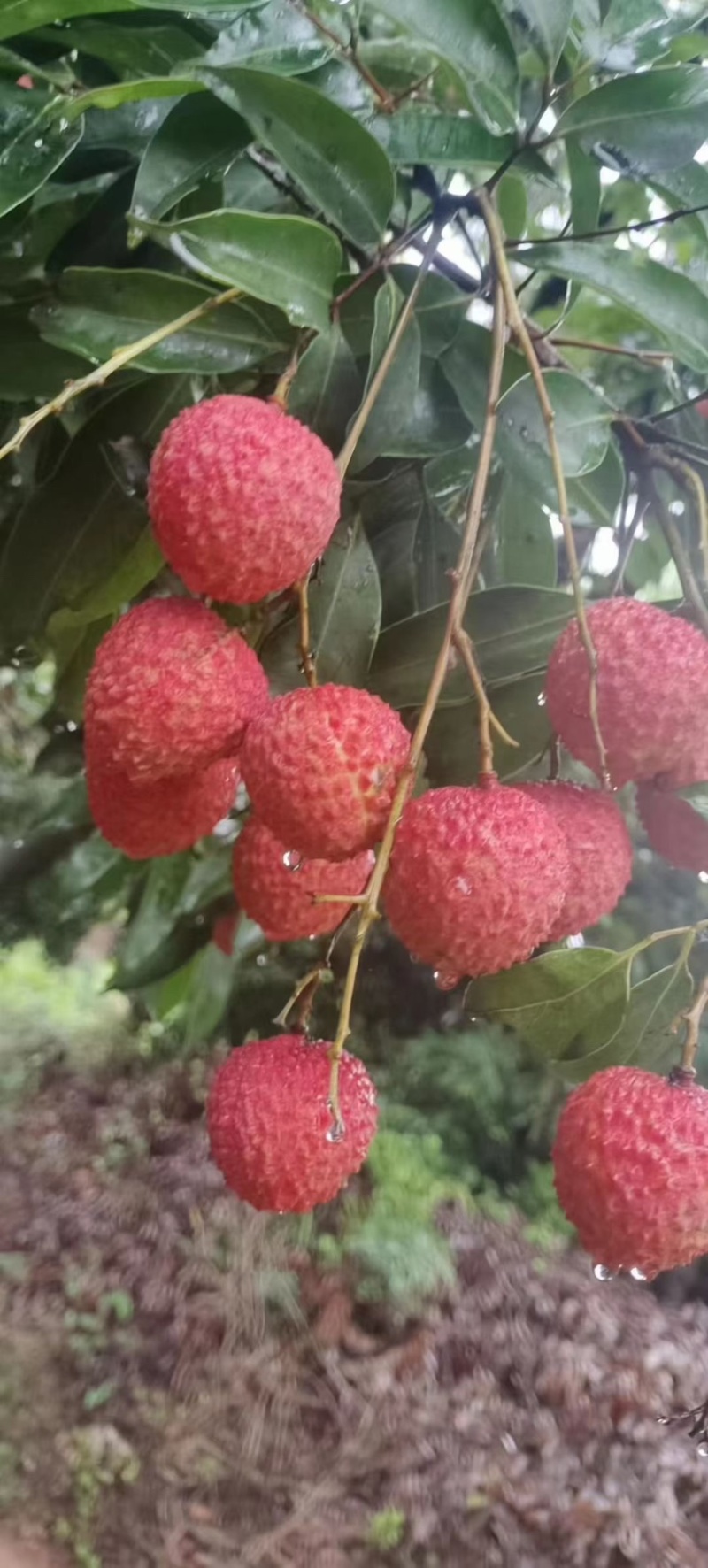 镇隆荔枝