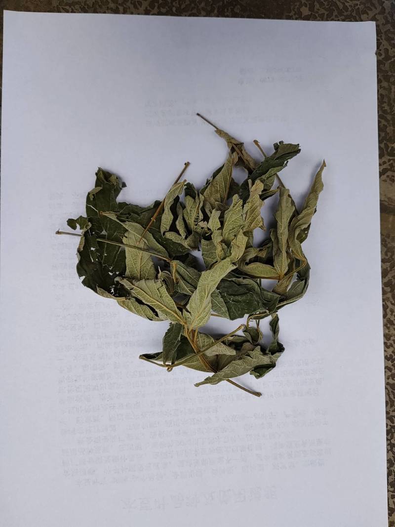 木豆叶大基地云南红河县道地自然晾晒纯叶批零统货月供50吨