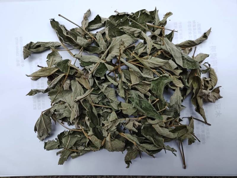 木豆叶大基地云南红河县道地自然晾晒纯叶批零统货月供50吨