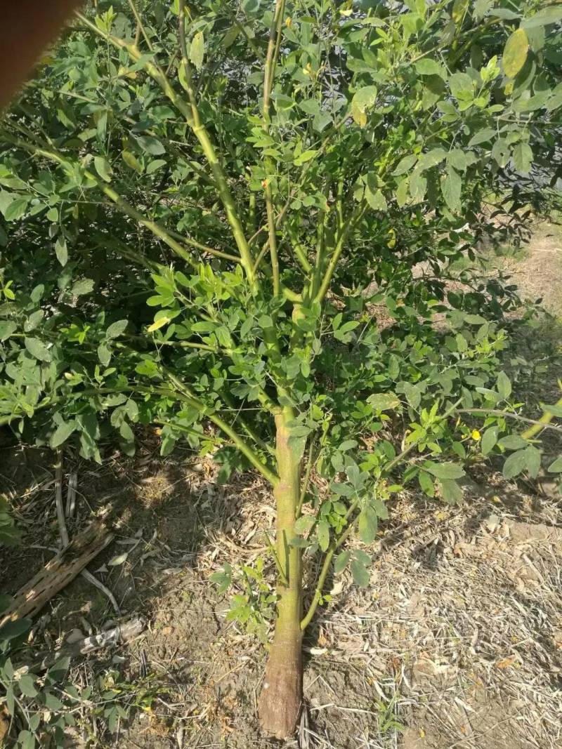 木豆叶大基地云南红河县道地自然晾晒纯叶批零统货月供50吨