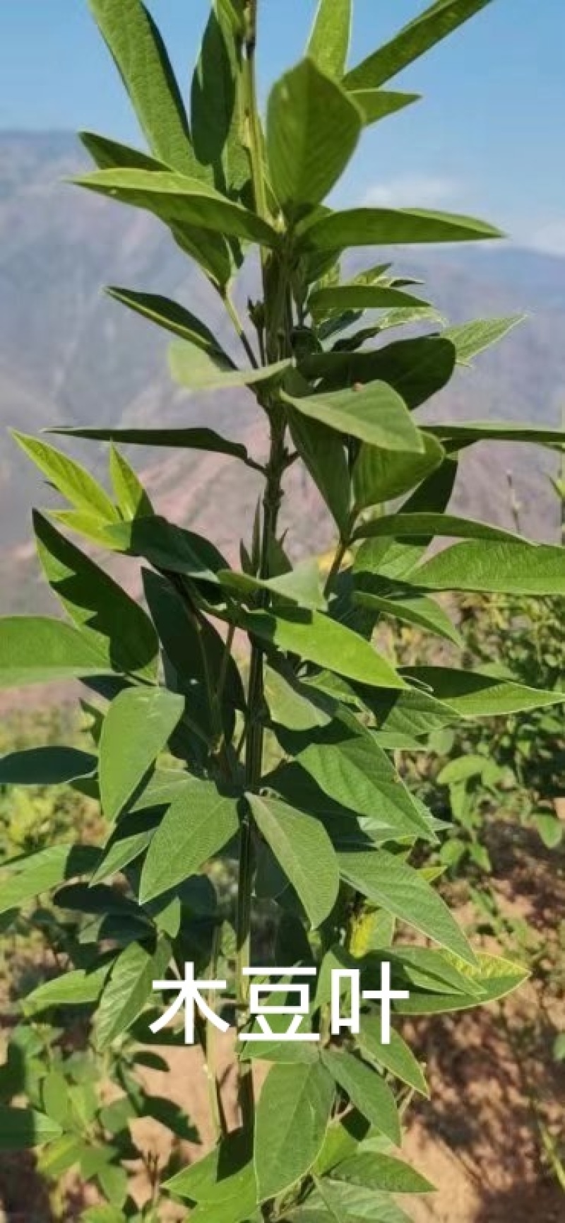 木豆叶大基地云南红河县道地自然晾晒纯叶批零统货月供50吨