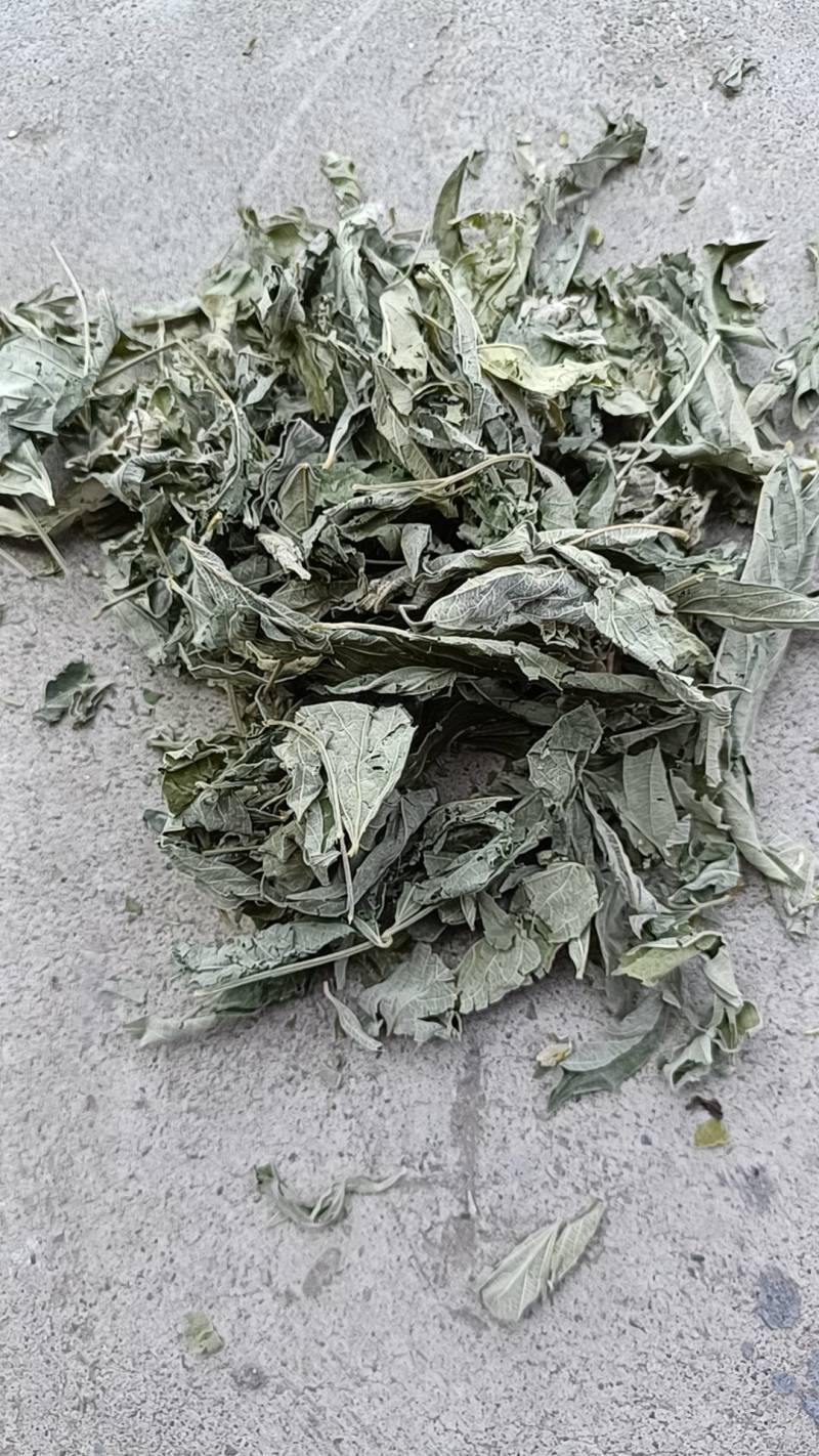 木豆叶大基地云南红河县道地自然晾晒纯叶批零统货月供50吨