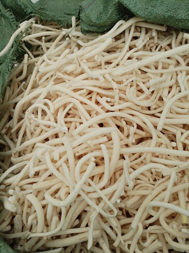 小通草恩施特产鄂西大山深处药材富硒无硫