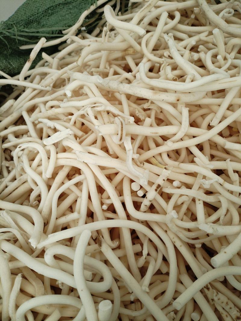 小通草恩施特产鄂西大山深处药材富硒无硫