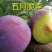 五月脆李子，脱骨李子，个头虽小，但是口感很好，送礼佳品，