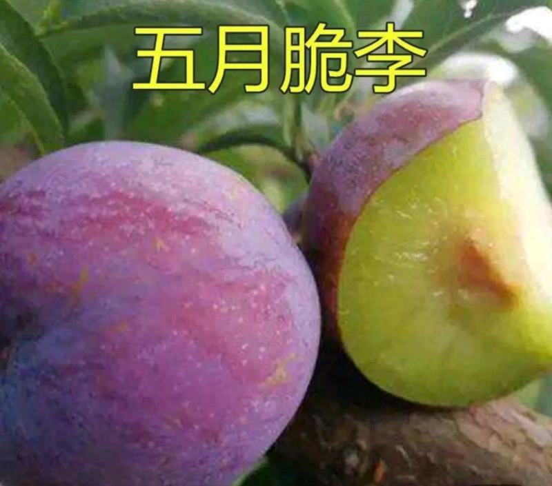 五月脆李子，脱骨李子，个头虽小，但是口感很好，送礼佳品，
