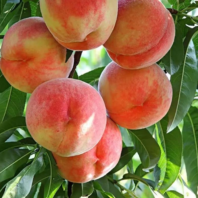 毛桃苹果郑三毛桃大量上市产地直发质量保证对接商超市