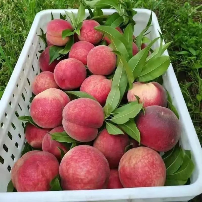 毛桃苹果郑三毛桃大量上市产地直发质量保证对接商超市