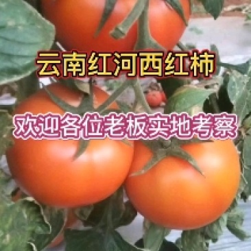 云南红河泸西西红柿大量上市，对接全国电商市场客户