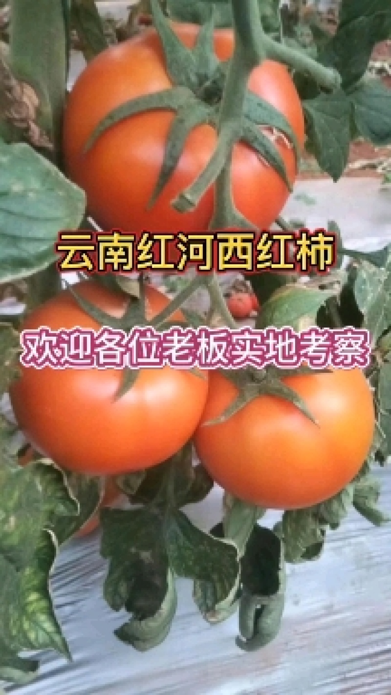 云南红河泸西西红柿大量上市，对接全国电商市场客户