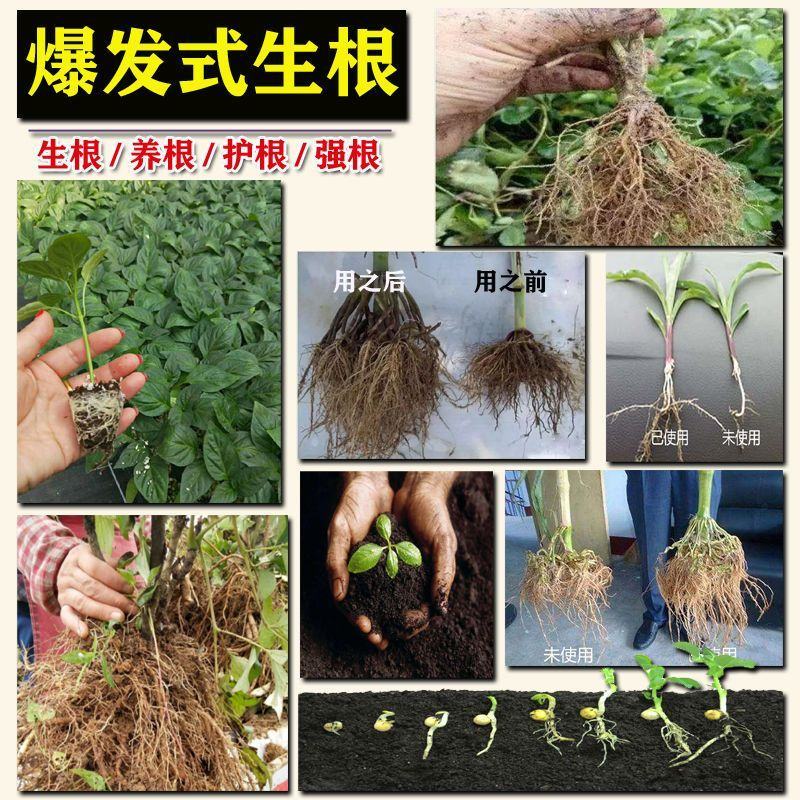 根白金生根剂水溶肥强力生根壮苗剂果树蔬菜水果生根肥冲施肥