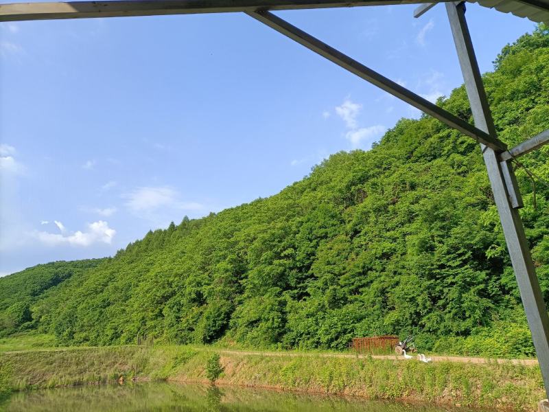 东北野核桃