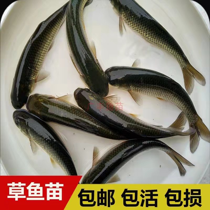 优质大草鱼苗鲫鱼苗鲤鱼苗花鲢鱼苗白鲢鱼苗活体放塘养殖包活