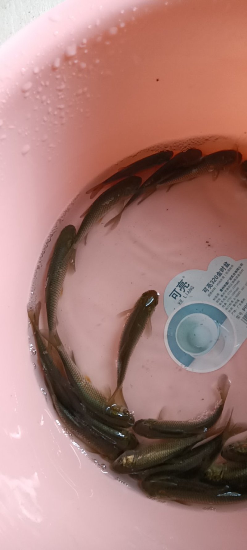 优质大草鱼苗鲫鱼苗鲤鱼苗花鲢鱼苗白鲢鱼苗活体放塘养殖包活