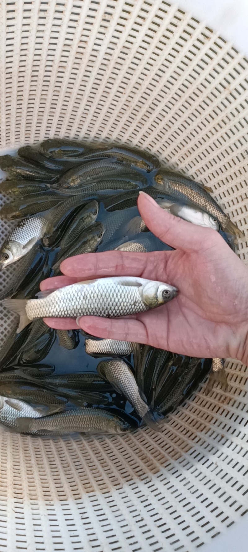 优质大草鱼苗鲫鱼苗鲤鱼苗花鲢鱼苗白鲢鱼苗活体放塘养殖包活