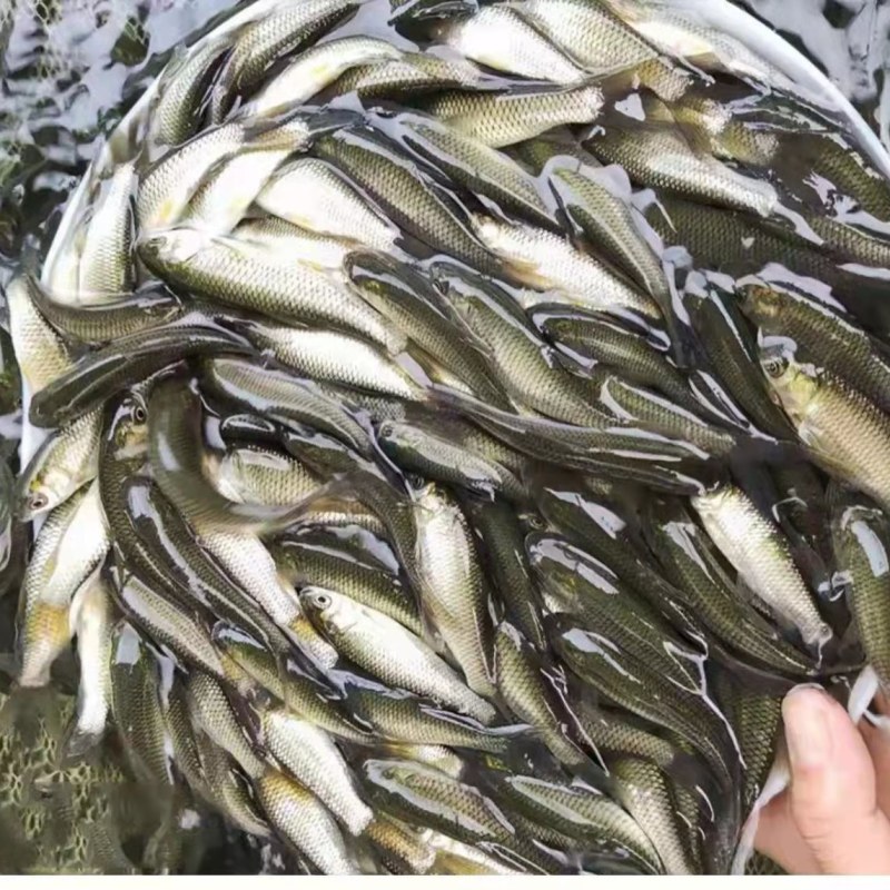 优质大草鱼苗鲫鱼苗鲤鱼苗花鲢鱼苗白鲢鱼苗活体放塘养殖包活