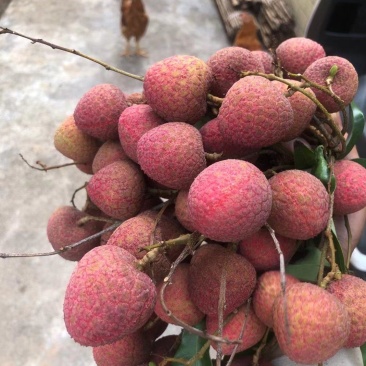 钦州新棠黑叶荔枝