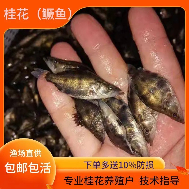 优质桂花鱼苗桂鱼苗鳜鱼苗淡水鱼苗养殖活体