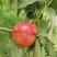 中油四号