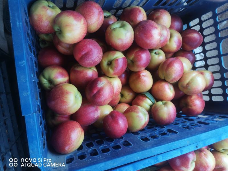 中油四号