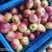 中油四号