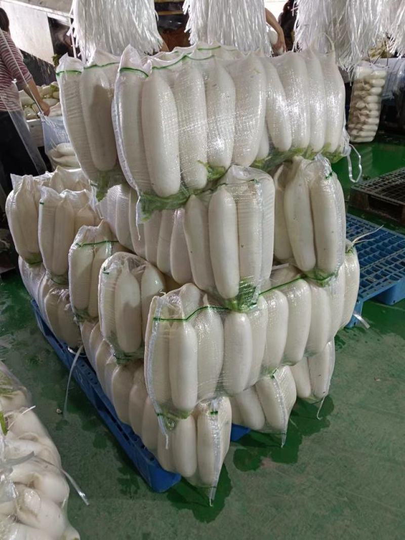 【实】湖北白萝卜精品萝卜量大优惠欢迎来电咨询可视频看货