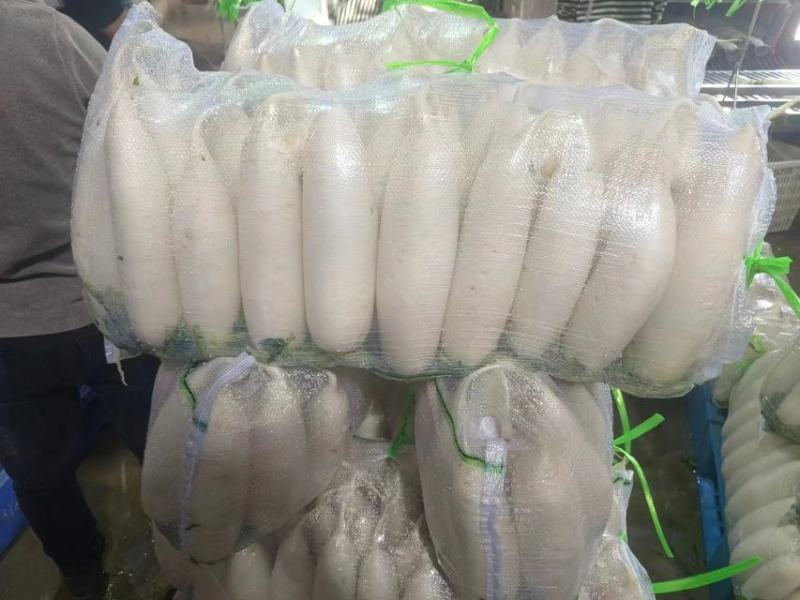 【实】湖北白萝卜精品萝卜量大优惠欢迎来电咨询可视频看货