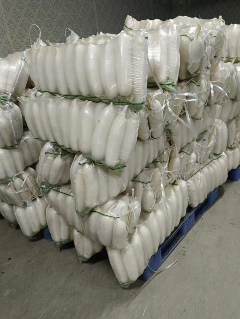 【实】湖北白萝卜精品萝卜量大优惠欢迎来电咨询可视频看货