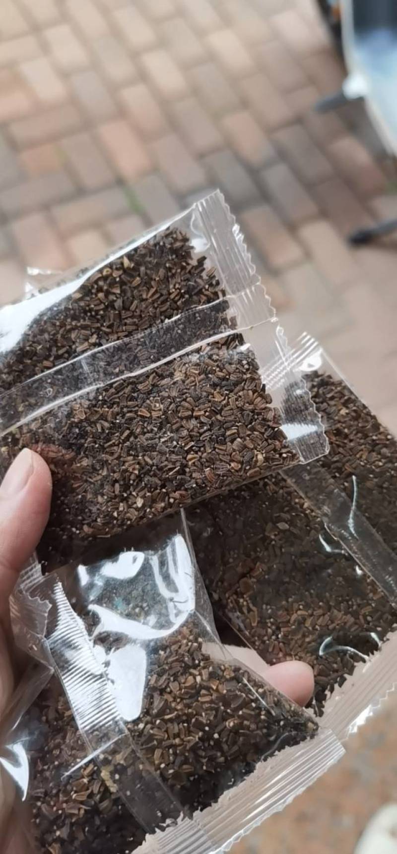 明生种业特选大圆叶茼蒿种子抗病耐寒耐抽苔