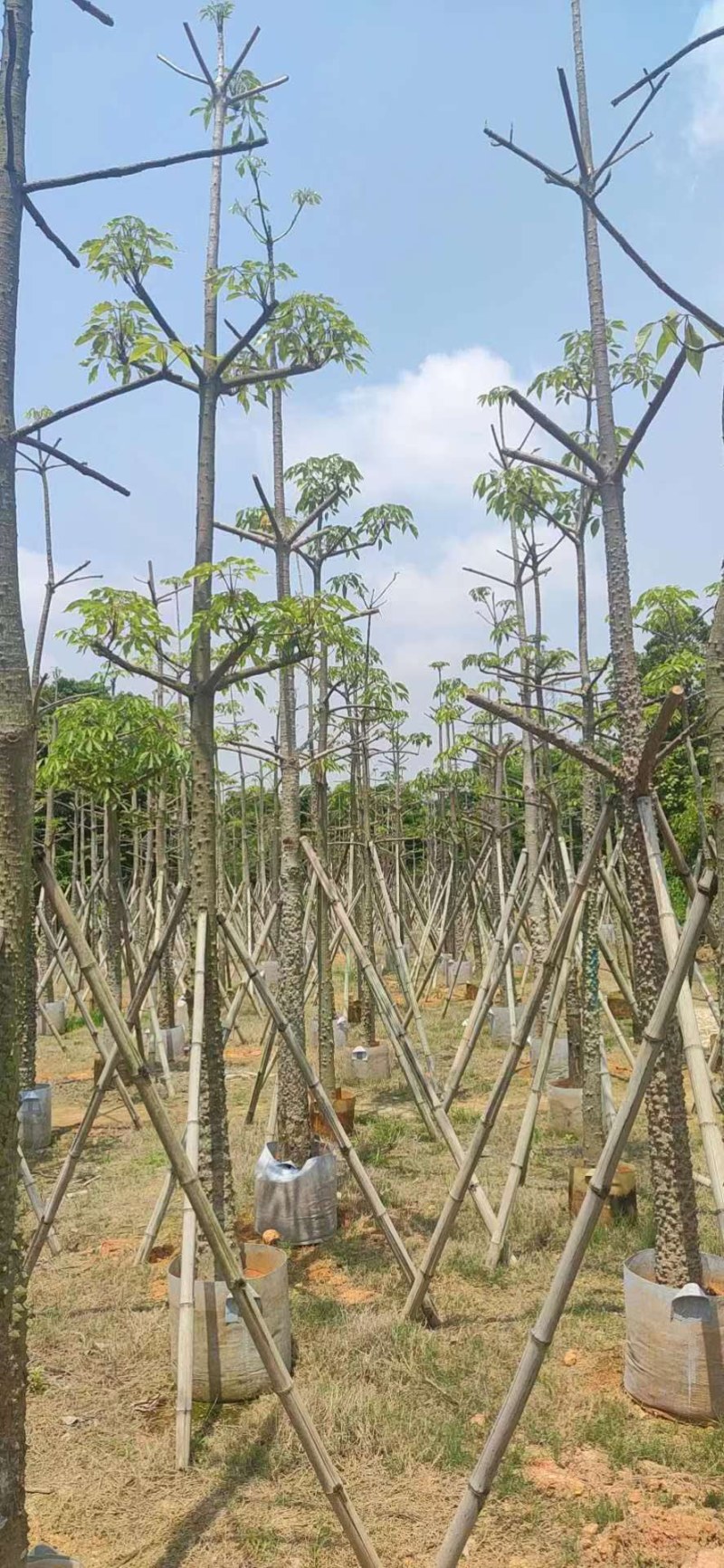 木棉12-22分骨架，现货价格优势，基地直销，袋苗