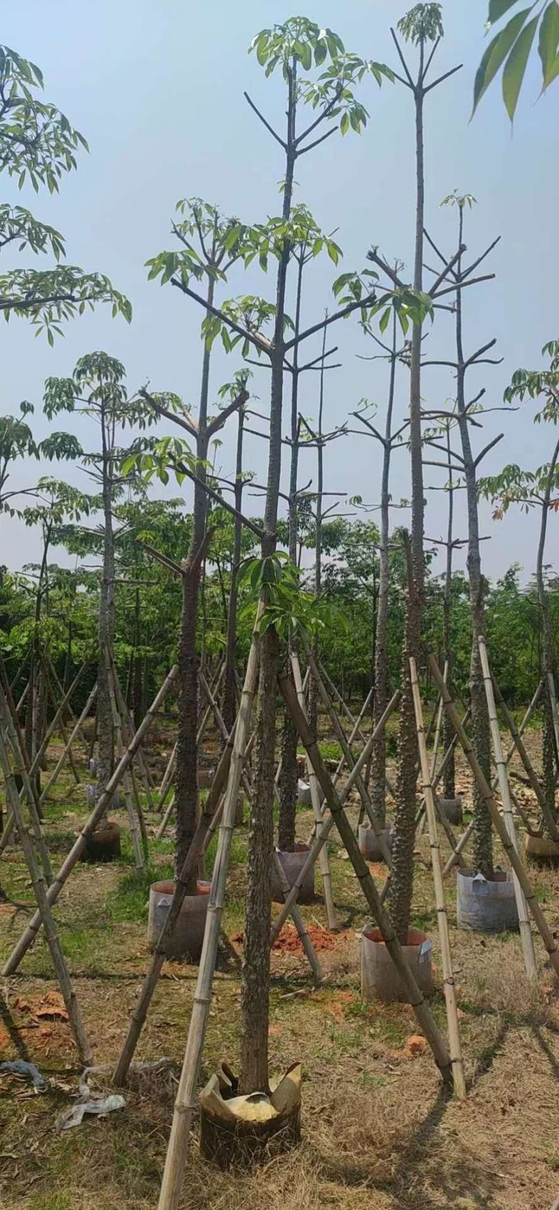 木棉12-22分骨架，现货价格优势，基地直销，袋苗