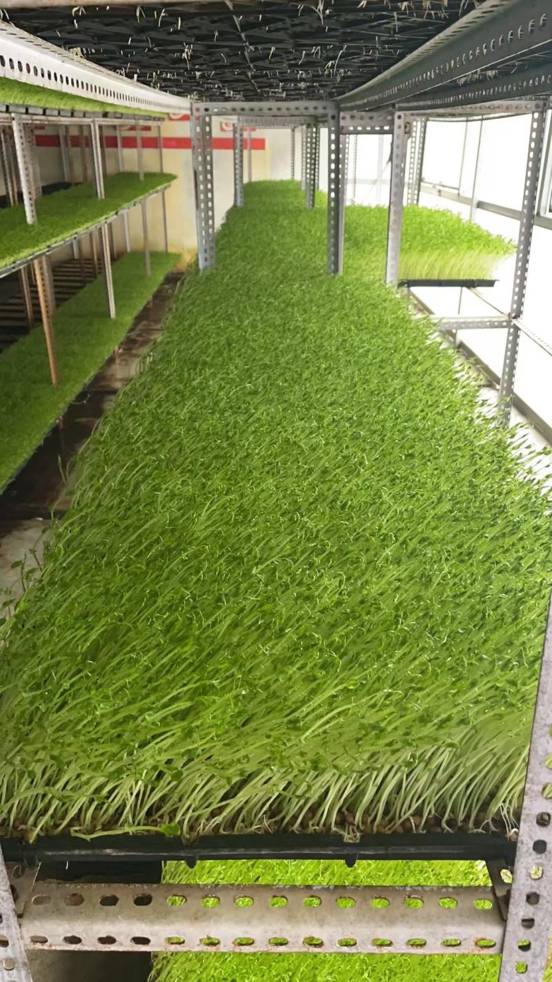 豌豆芽