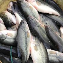 湖州鲈鱼淡水鲈鱼台钓路亚品质保证价格配送钓场活性好