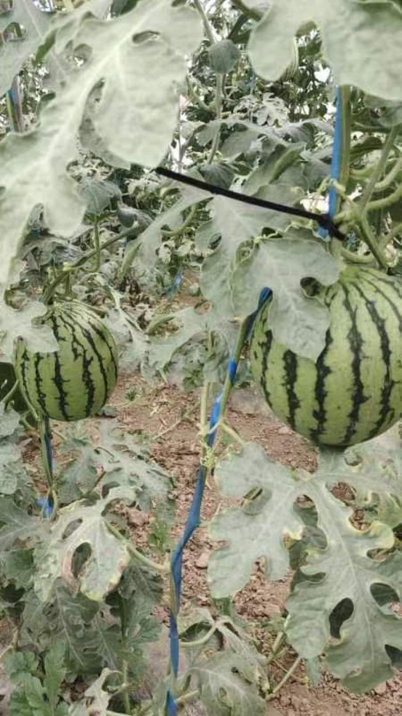 陕西蒲城掉蓝西瓜汁多皮薄口感脆甜产地一收货源全国代发