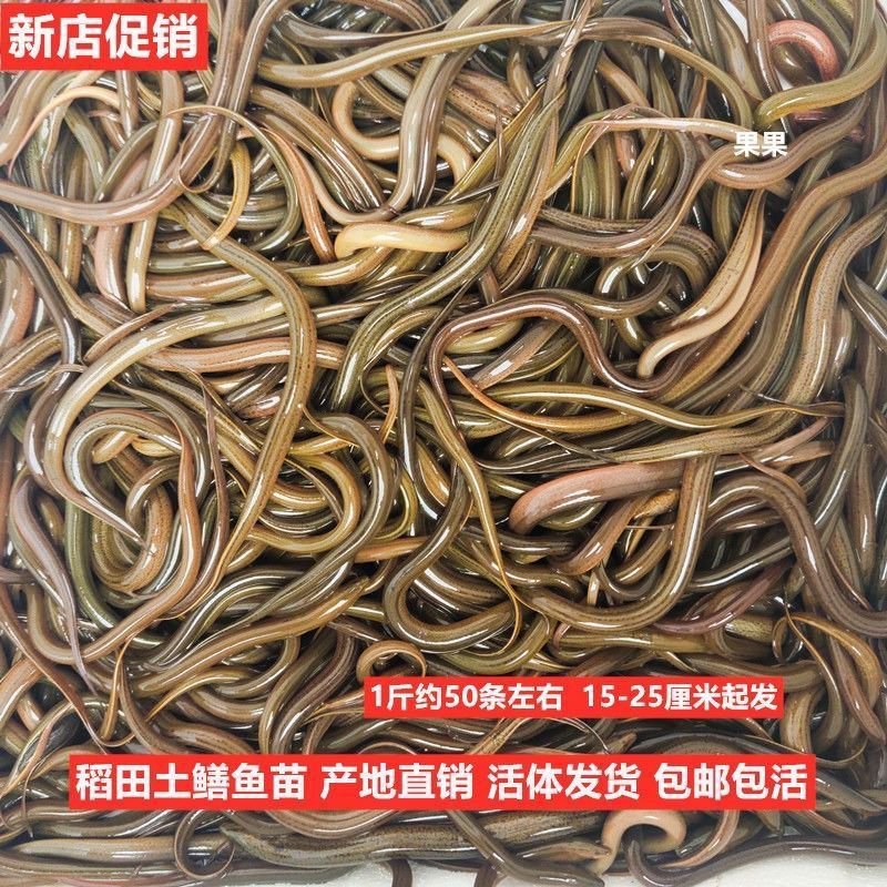 黄鳝苗长鱼苗鳝鱼活体鱼苗小黄鳝苗淡水养殖鳝苗活体包活包邮