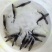 鸭嘴鱼水花苗鸭嘴鲟鱼苗中华水花鲟龙鱼苗淡水鱼塘养殖尖嘴