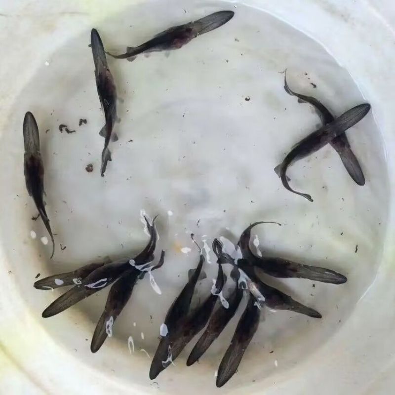鸭嘴鱼水花苗鸭嘴鲟鱼苗中华水花鲟龙鱼苗淡水鱼塘养殖尖嘴