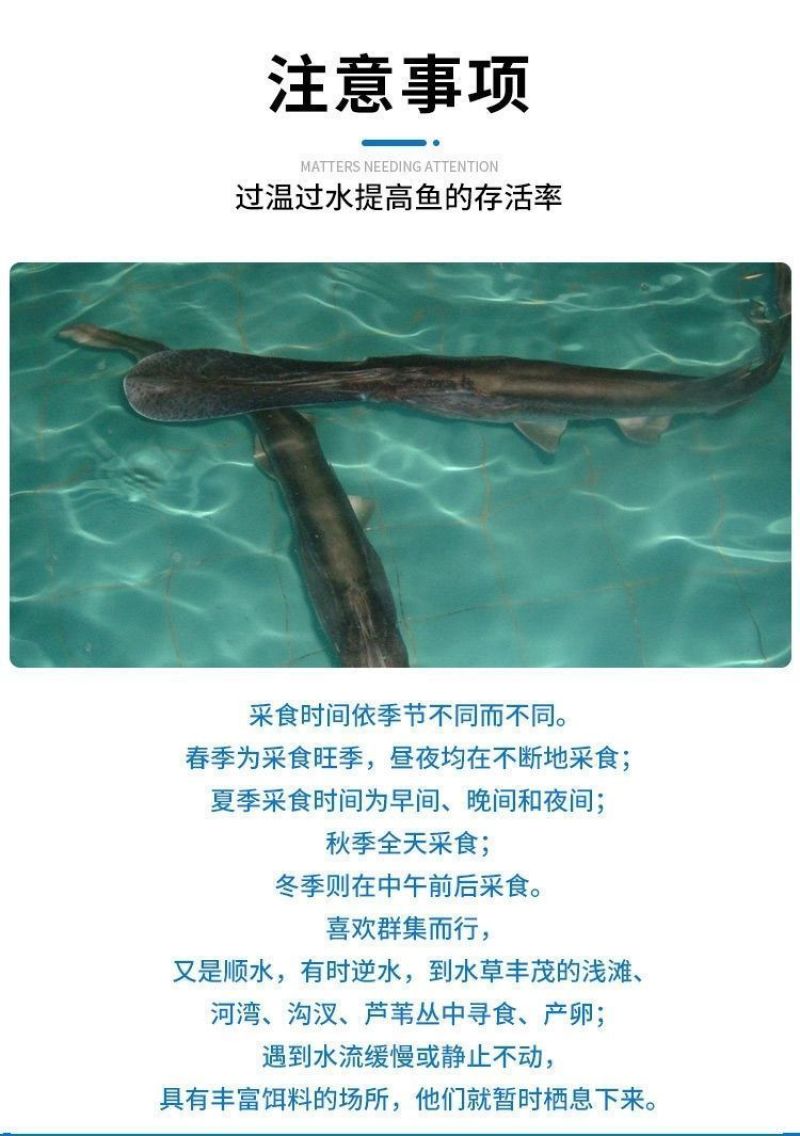 鸭嘴鱼水花苗鸭嘴鲟鱼苗中华水花鲟龙鱼苗淡水鱼塘养殖尖嘴